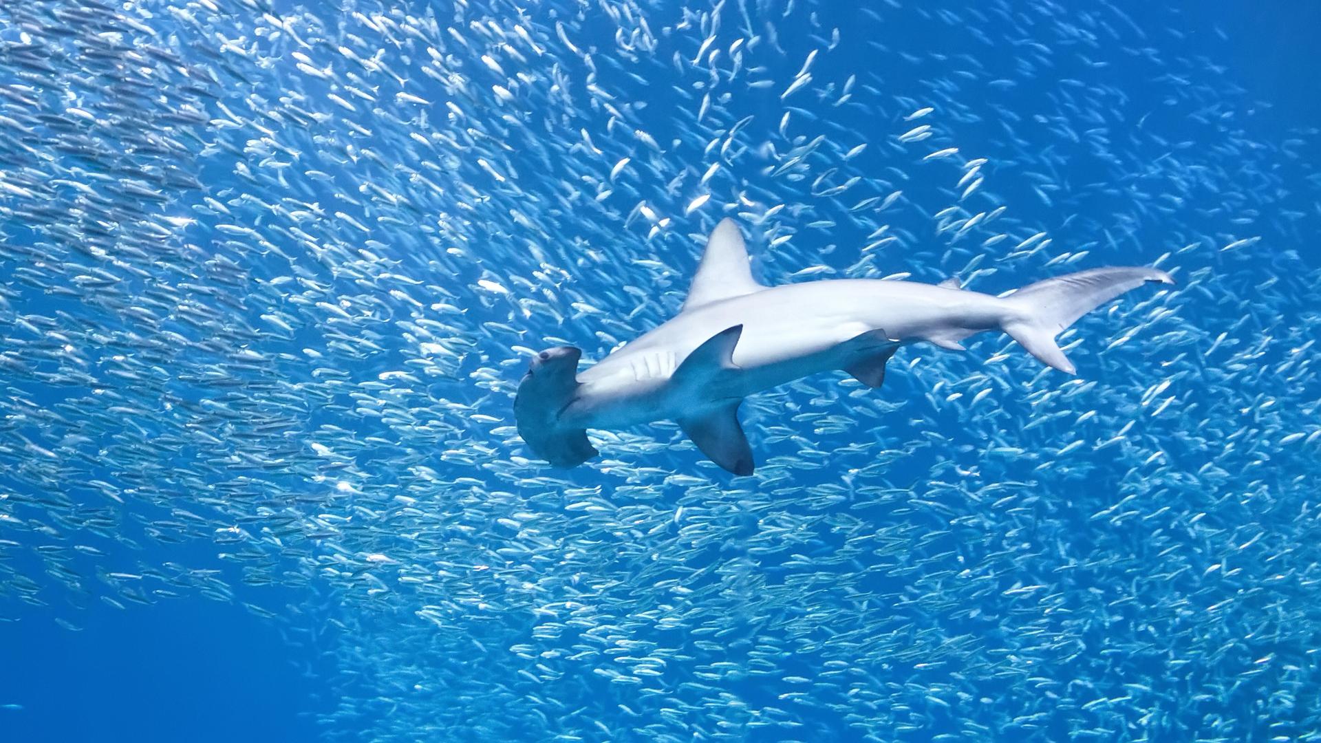 Ein Hammerhai im Wasser zwischen einem Schwarm kleiner Fische.