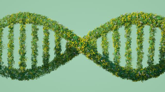 Ein digital generiertes Bild einer DNA Sequenz, die aus Grass, Blumen und anderen Pflanzen gestaltet ist.