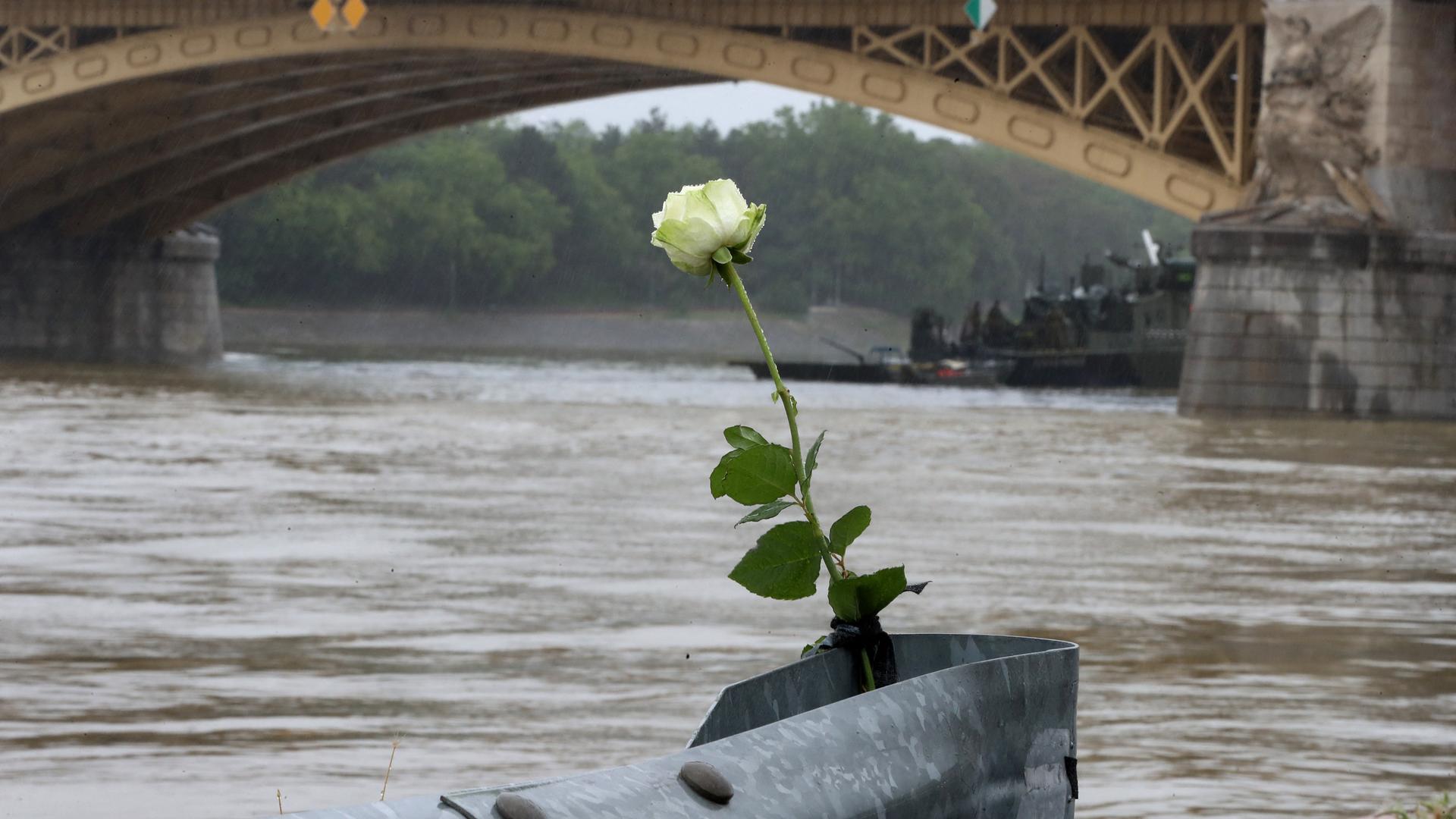 Eine Rose steckt am Ufer der Donau auf der Höhe, wo sich das Schiffsunglück ereignet hat. Eine Rose steckt am Ufer der Donau auf der Höhe, wo sich das Schiffsunglück ereignet hat.
