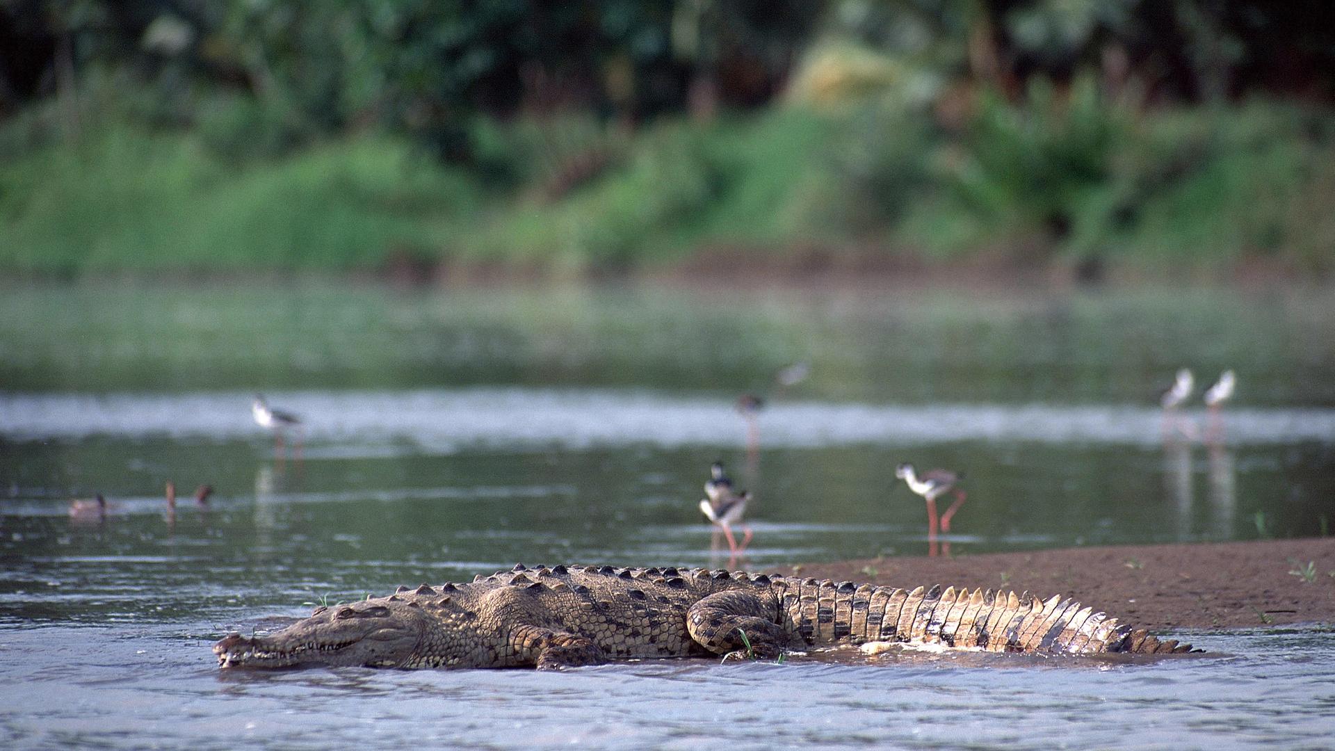 Das Foto zeigt ein Spitz-Krokodil in einem Naturpark in Costa Rica.
