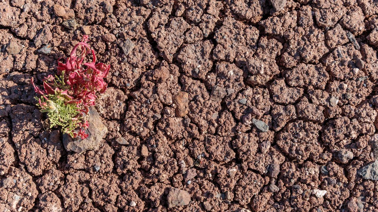 Eine einzelne widerstandsfähige Pflanze, die auf rissigem, trockenem Boden wächst. Es ist ein Symbolbild für Dürre, Klimawandel, Überleben in einer rauen, trockenen Umgebung.