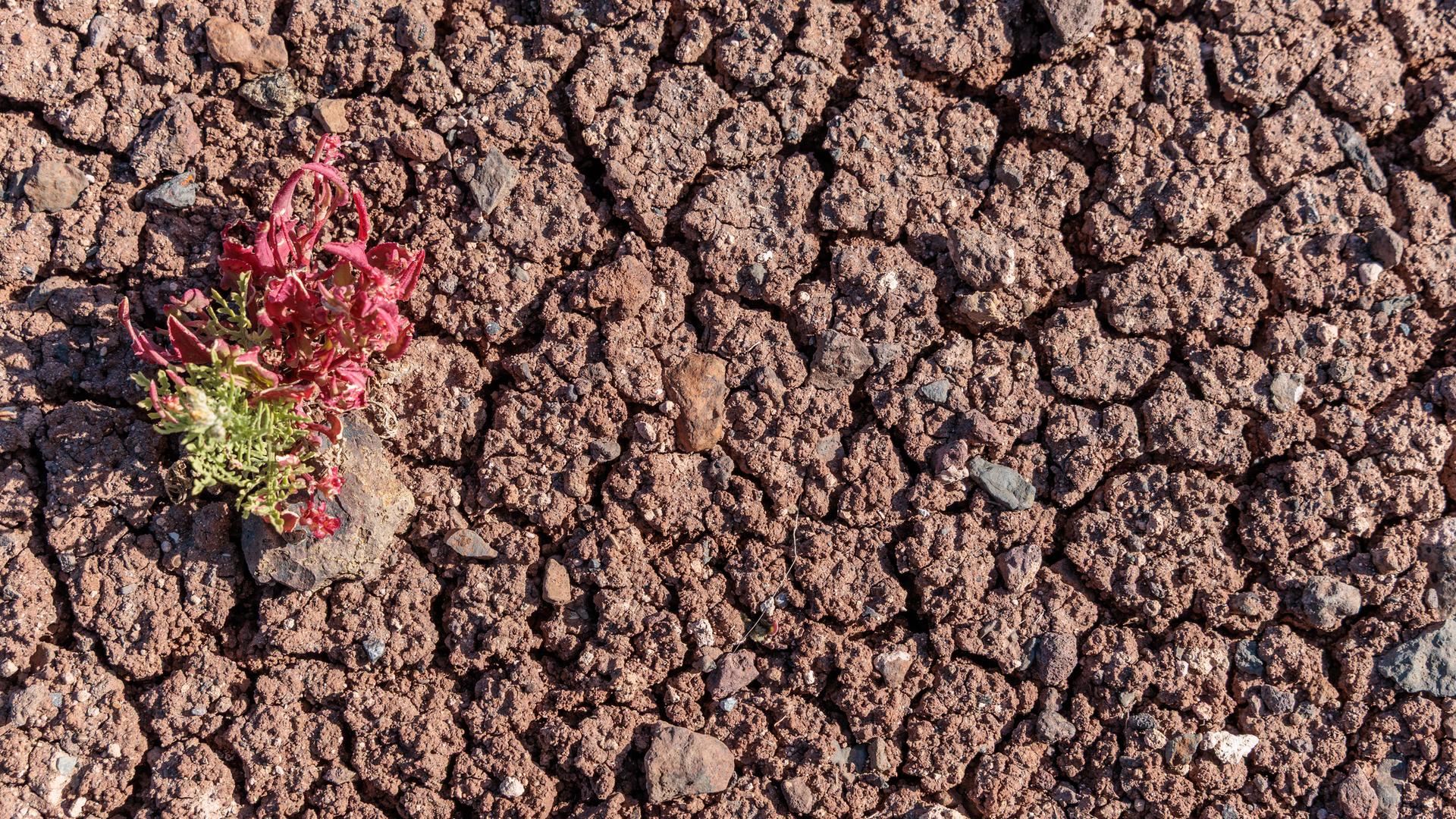 Eine einzelne widerstandsfähige Pflanze, die auf rissigem, trockenem Boden wächst. Es ist ein Symbolbild für Dürre, Klimawandel, Überleben in einer rauen, trockenen Umgebung.