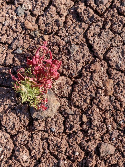 Eine einzelne widerstandsfähige Pflanze, die auf rissigem, trockenem Boden wächst. Es ist ein Symbolbild für Dürre, Klimawandel, Überleben in einer rauen, trockenen Umgebung.