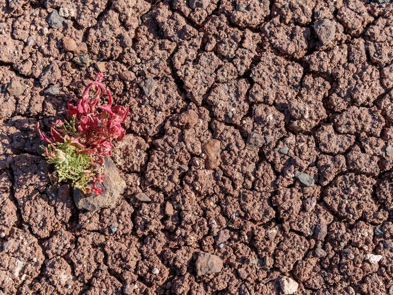 Eine einzelne widerstandsfähige Pflanze, die auf rissigem, trockenem Boden wächst. Es ist ein Symbolbild für Dürre, Klimawandel, Überleben in einer rauen, trockenen Umgebung.