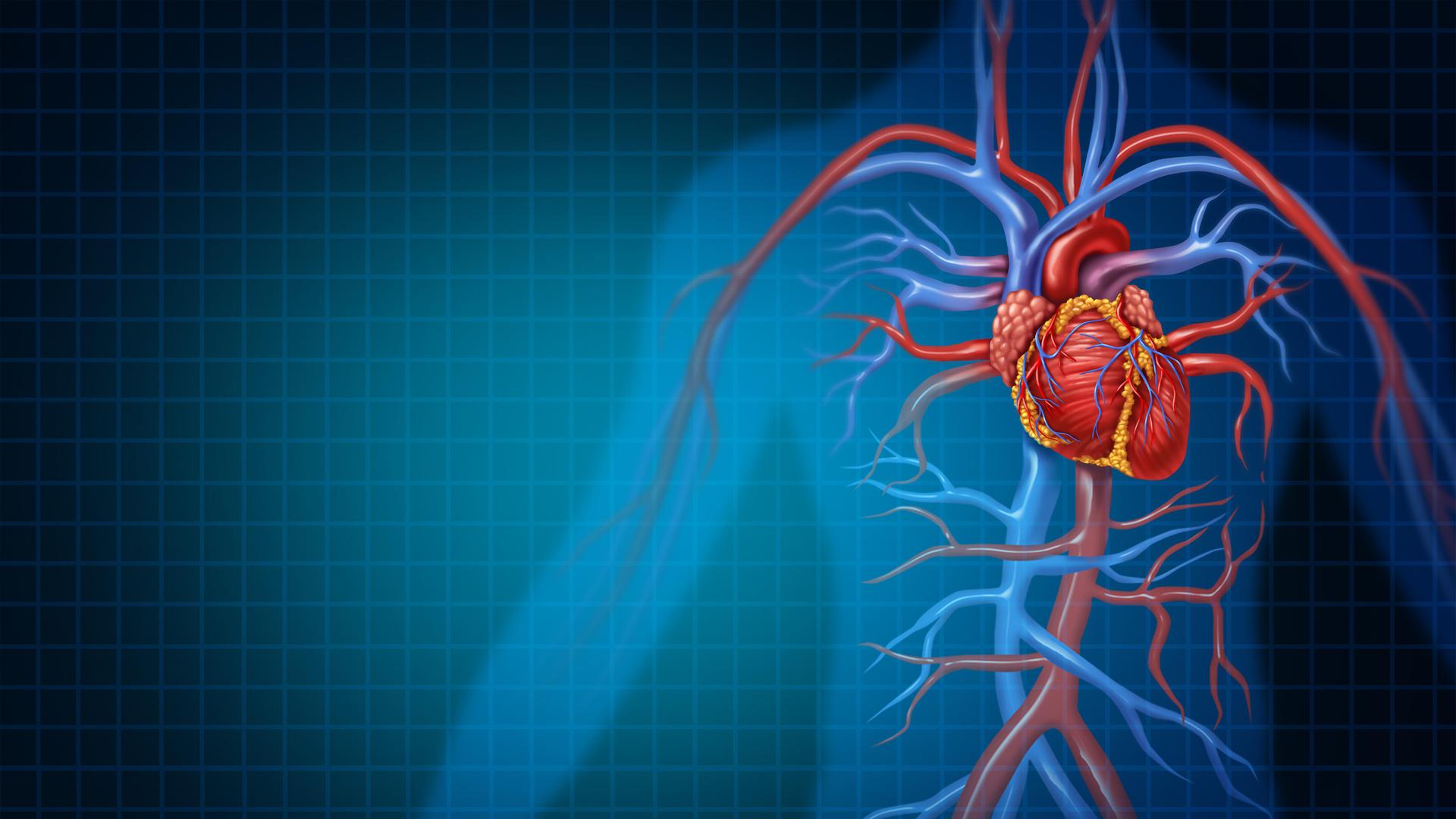 Symbolbild für die menschliche Durchblutung, das ein gesundes Herz samt Venen und Arterien im 3D-Illustrationsstil darstellt. Symbolbild für die menschliche Durchblutung, das ein gesundes Herz samt Venen und Arterien im 3D-Illustrationsstil darstellt.