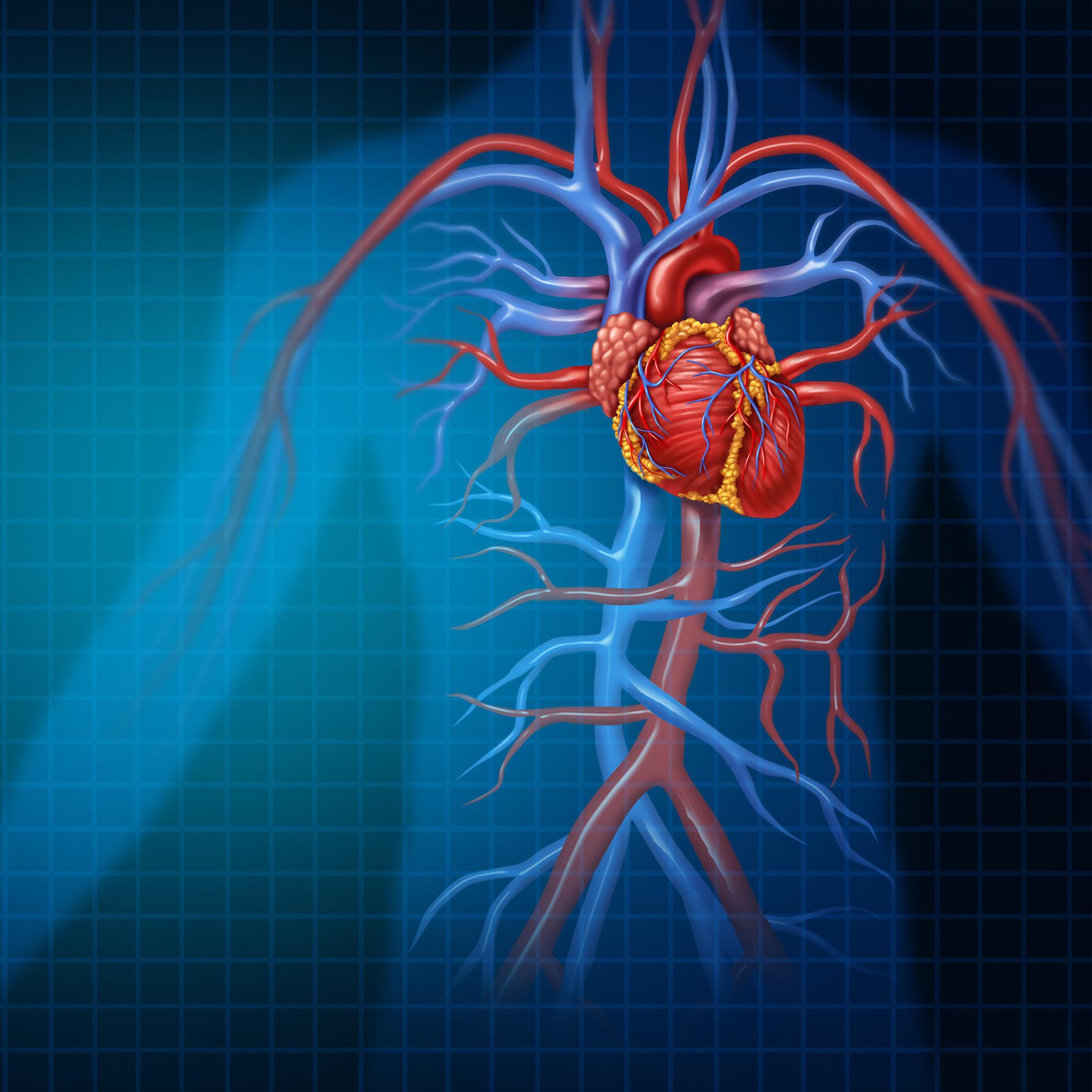 Symbolbild für die menschliche Durchblutung, das ein gesundes Herz samt Venen und Arterien im 3D-Illustrationsstil darstellt.