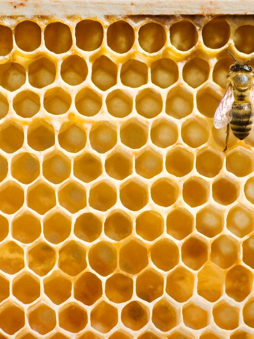 Eine Honigbiene vor Honigwaben. 