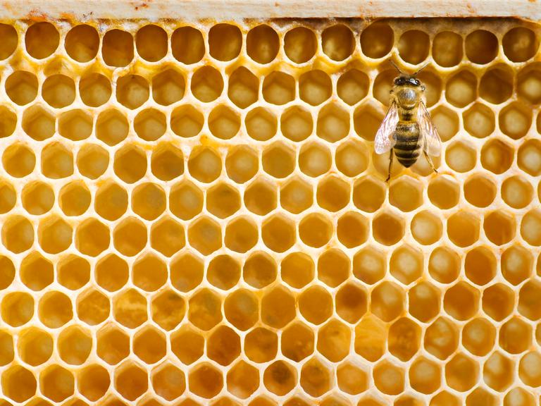 Eine Honigbiene vor Honigwaben. 