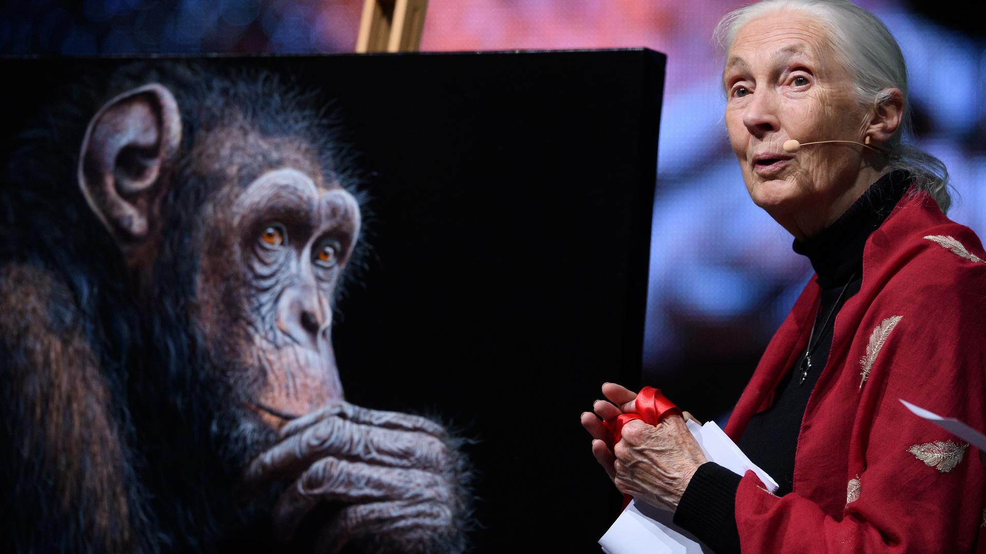 Die britische Verhaltensforscherin Jane Goodall steht neben einem Bild eines Schimpansens und hält einen Vortrag
