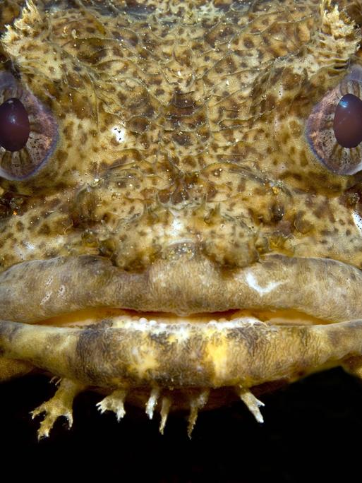 Der Kopf eines Austernkrötenfisch mit geöffnetem Maul.