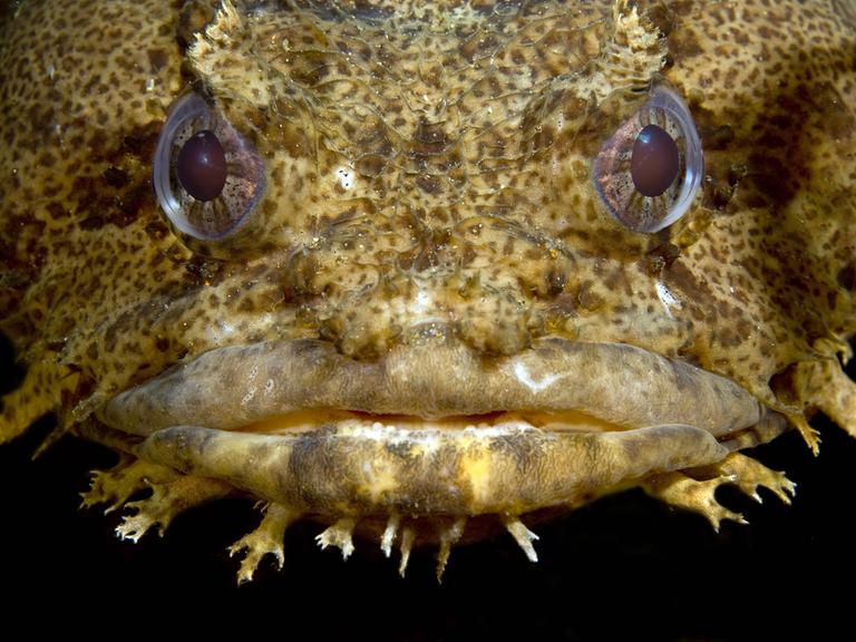 Der Kopf eines Austernkrötenfisch mit geöffnetem Maul.