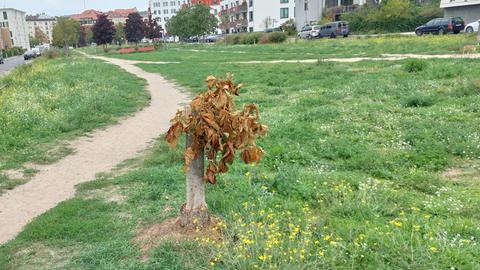 Eine verödete öffentliche Grünanlage in Berlin Pankow. Zwischen Wohnhäusern ragt ein kärglicher Baumstumpf aus dem vertrockneten Boden.
