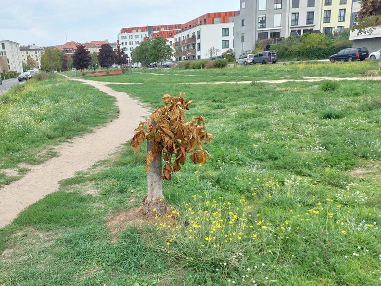 Eine verödete öffentliche Grünanlage in Berlin Pankow. Zwischen Wohnhäusern ragt ein kärglicher Baumstumpf aus dem vertrockneten Boden.