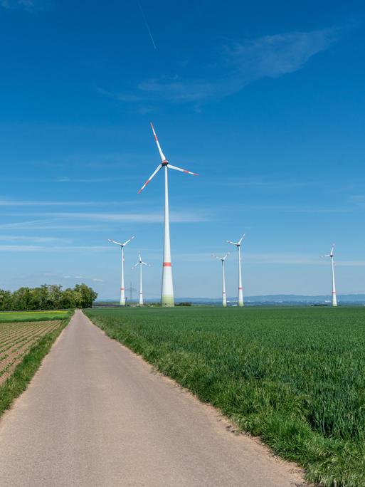Windräder stehen zwischen Feldern in Rheinhessen.