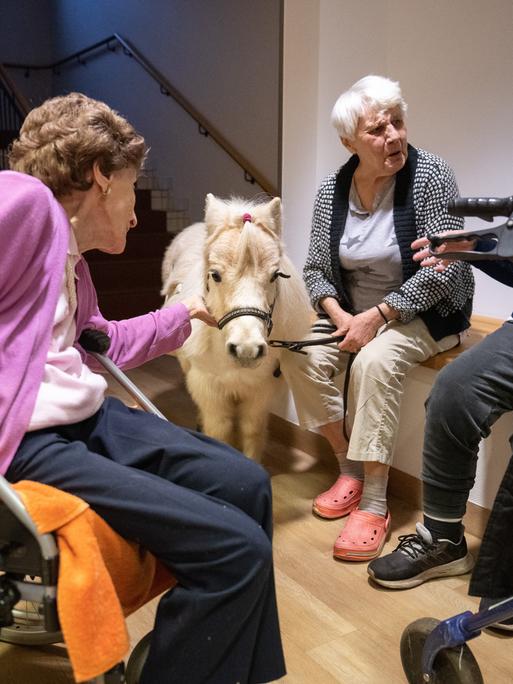 Bewohnerinnen in der Pflegeeinrichtung Bürgermeister-Gräf-Haus rund um das Shetland-Pony Toffee. Der Besuch der Ponys bringt Abwechslung für die Bewohnerinnen und Bewohner. Bewohnerinnen in der Pflegeeinrichtung Bürgermeister-Gräf-Haus rund um das Shetland-Pony Toffee. Der Besuch der Ponys bringt Abwechslung für die Bewohnerinnen und Bewohner.