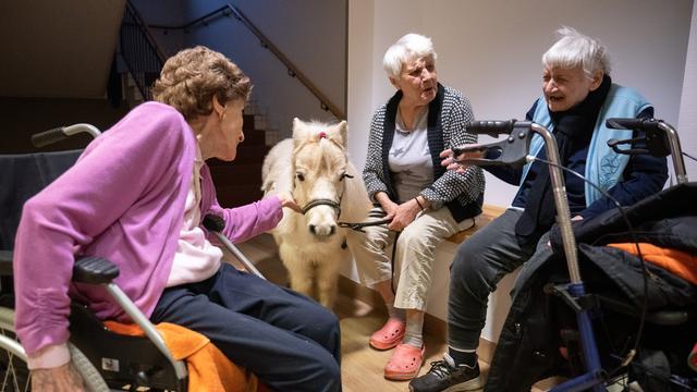 Bewohnerinnen in der Pflegeeinrichtung Bürgermeister-Gräf-Haus rund um das Shetland-Pony Toffee. Der Besuch der Ponys bringt Abwechslung für die Bewohnerinnen und Bewohner. Bewohnerinnen in der Pflegeeinrichtung Bürgermeister-Gräf-Haus rund um das Shetland-Pony Toffee. Der Besuch der Ponys bringt Abwechslung für die Bewohnerinnen und Bewohner.