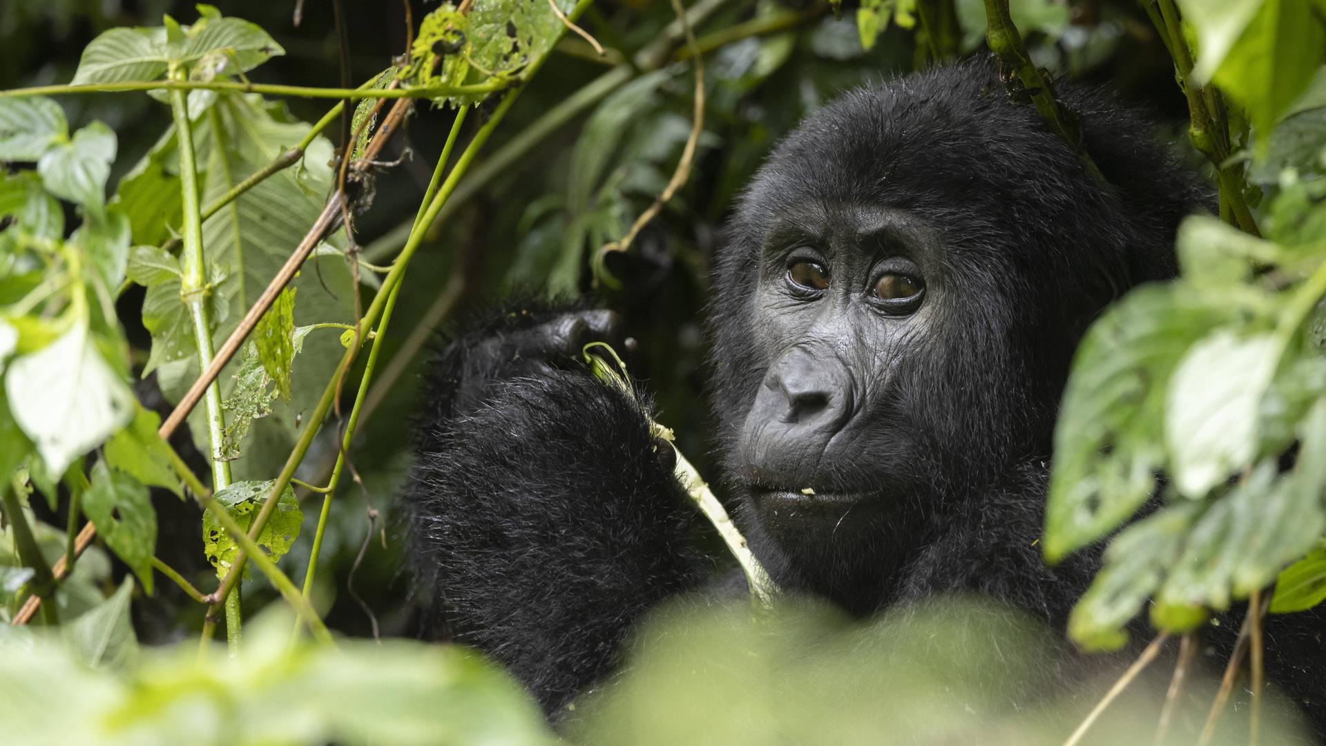 Das Gesicht von einem Gorilla. Er sitzt zwischen den Bäumen und ist umgeben von Blättern.