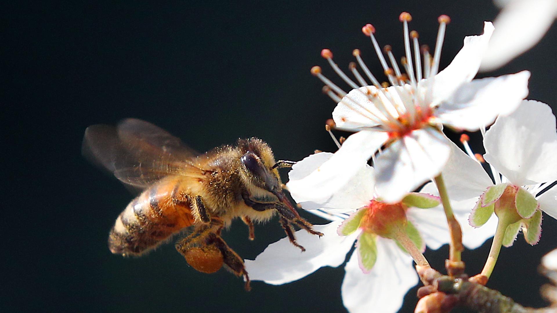 Eine Honigbiene (Apis mellifera) fliegt mit prallen "Höschen" voller Pollen die Blüten eines Mirabellenbaumes an.