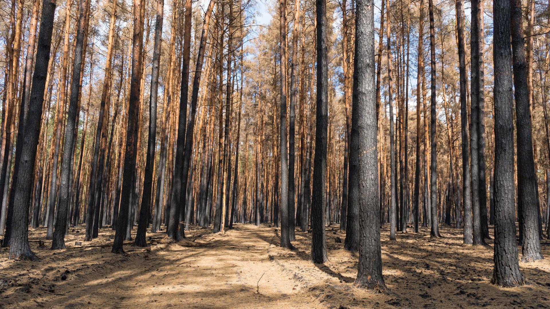 Verbrannter Wald nach einem großen Waldbrand in Brandenburg, der 300 ha zerstört hat.