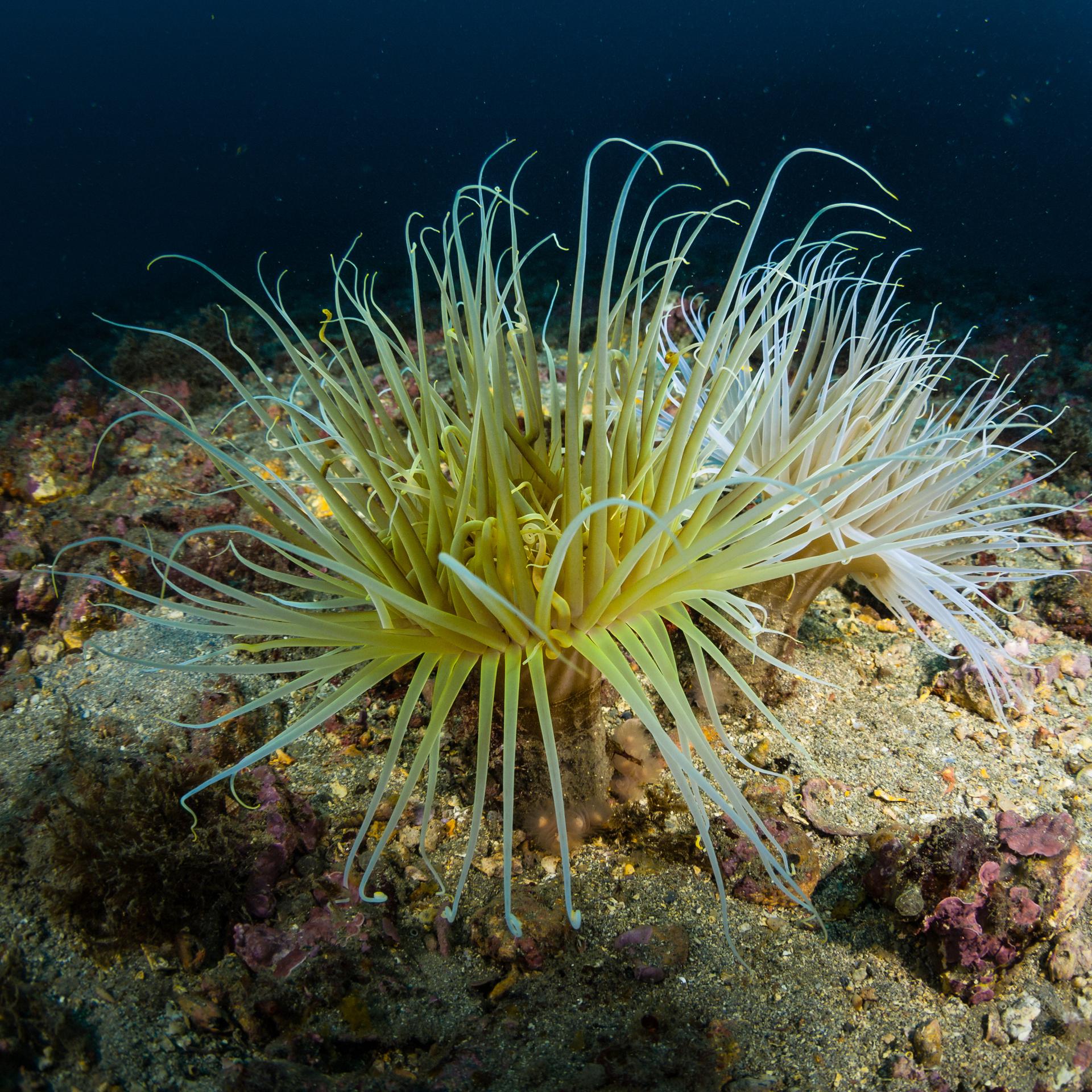 Leben in der Unterwelt - Wo endet die tiefe Biosphäre?