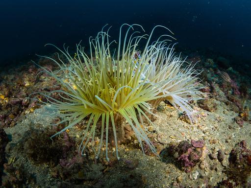 Eine Röhrenanemone am Meeresboden.