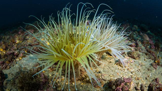 Eine Röhrenanemone am Meeresboden.