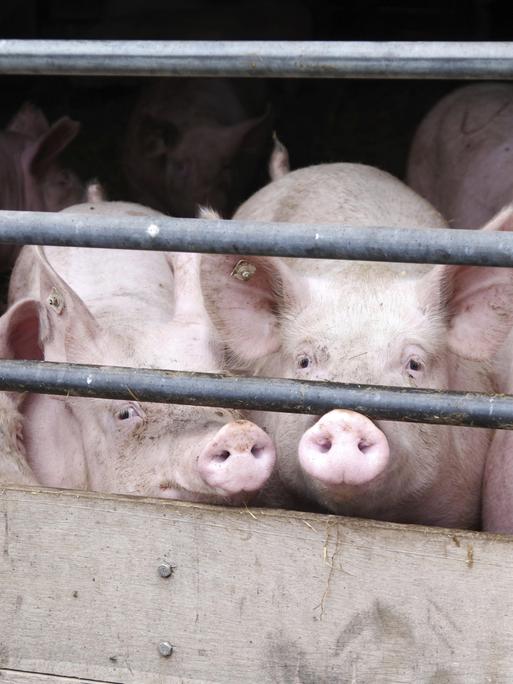 Mehrere Schweine schauen durch das Absperrgitter eines Schweinestalls