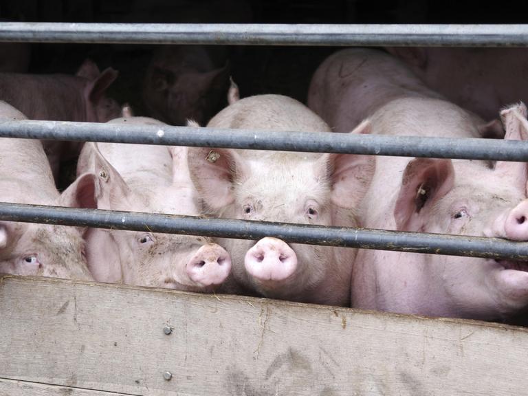 Mehrere Schweine schauen durch das Absperrgitter eines Schweinestalls