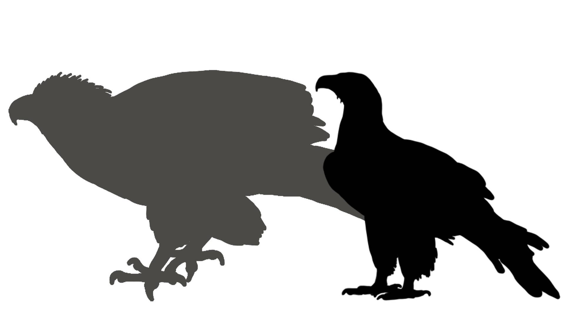 Ein Größenvergleich von "Dynatoaetus gaffae" mit dem heutigen Keilschwanzadler. Man sieht die Silhoutten der Tiere. Ein Größenvergleich von "Dynatoaetus gaffae" mit dem heutigen Keilschwanzadler. Man sieht die Silhoutten der Tiere.