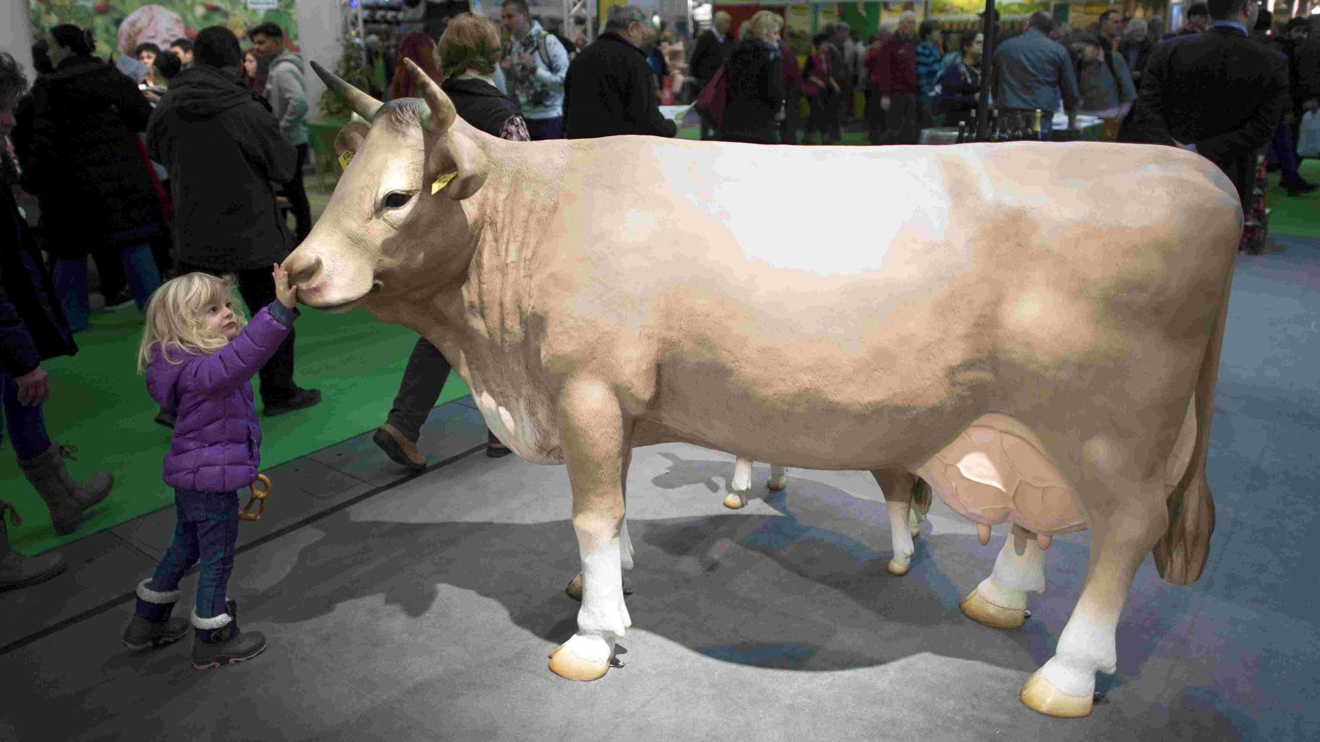 Ein Mädchen streichelt eine aufgestellte Kuh bei der Grünen Woche 2018 in Berlin Ein Mädchen streichelt eine aufgestellte Kuh bei der Grünen Woche 2018 in Berlin