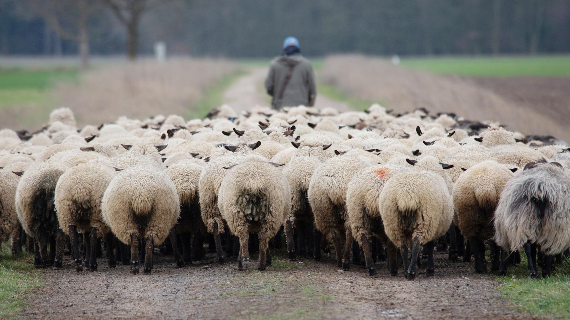 Eine Herde von Schafen: Ein Schäfer treibt seine Schafe über eine Straße auf eine Weide. 