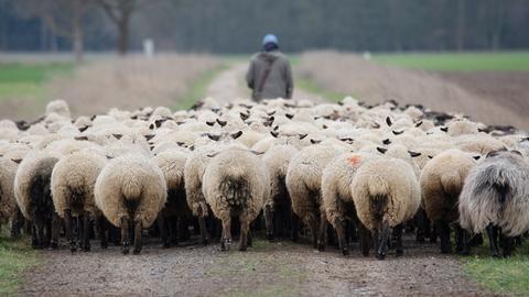 Eine Herde von Schafen: Ein Schäfer treibt seine Schafe über eine Straße auf eine Weide. 