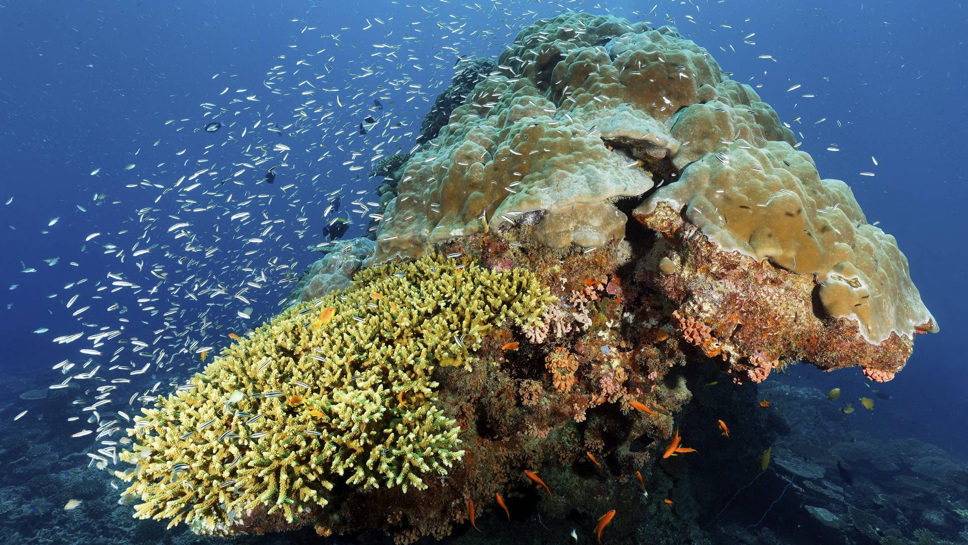 Ein Korallenblock mit Fischschwarm vor der Küste Australiens