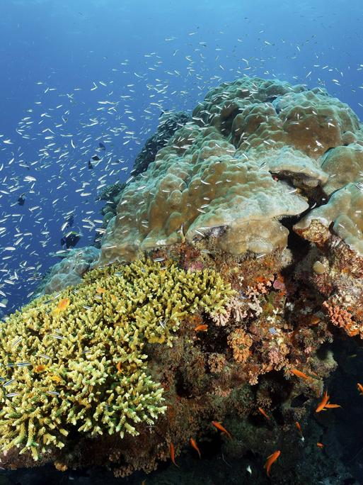 Ein Korallenblock mit Fischschwarm vor der Küste Australiens