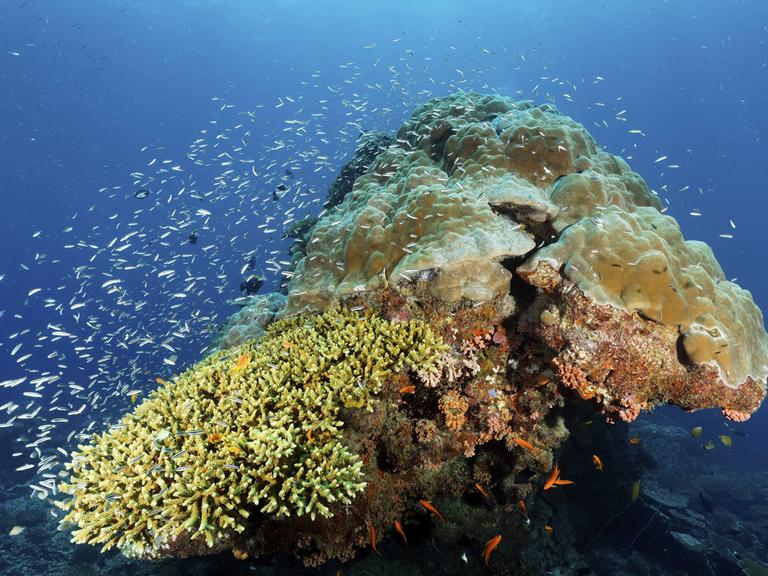 Ein Korallenblock mit Fischschwarm vor der Küste Australiens