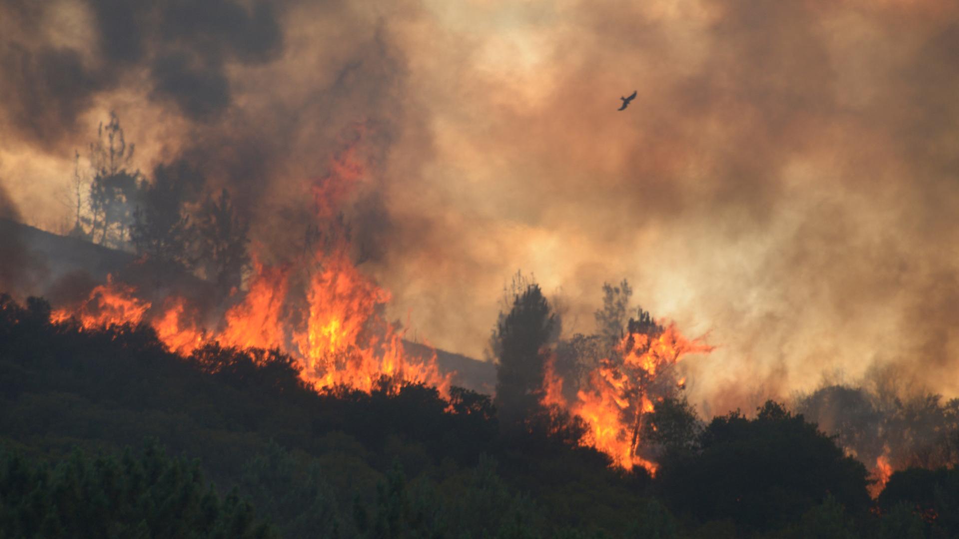 Flammen schlagen aus einem Wald in Ribas de Sil in Spanien.