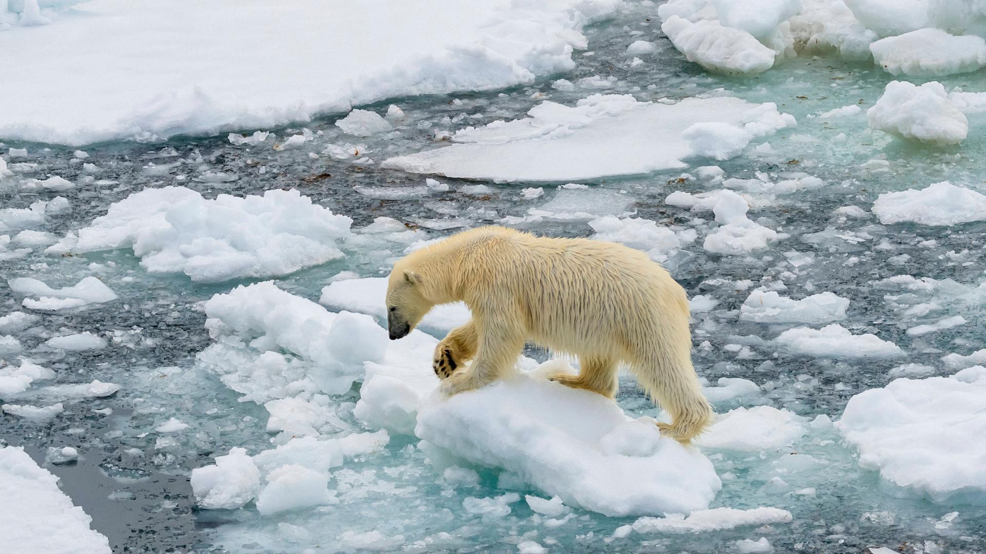 Ein Eisbär auf Eisschollen, um ihn herum getautes Eis.