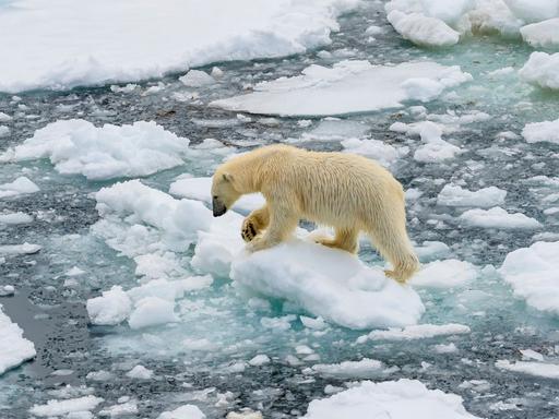 Ein Eisbär auf Eisschollen, um ihn herum getautes Eis. Ein Eisbär auf Eisschollen, um ihn herum getautes Eis.