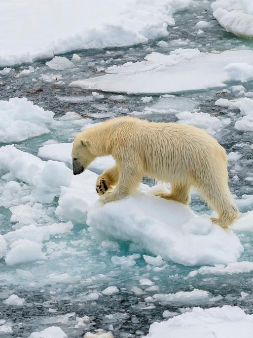 Ein Eisbär auf Eisschollen, um ihn herum getautes Eis.