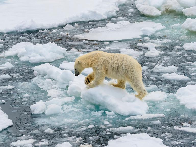 Ein Eisbär auf Eisschollen, um ihn herum getautes Eis.