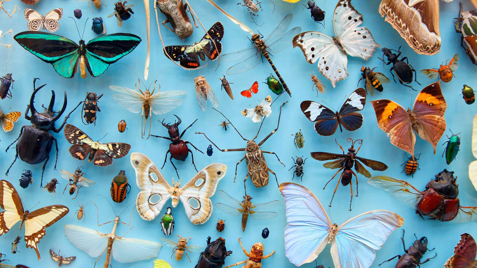 Sammlung von verschiedenen Insektenarten, wie Falter, Schmetterlinge, Käfer vor einem blauen Hintergrund. Sammlung von verschiedenen Insektenarten, wie Falter, Schmetterlinge, Käfer vor einem blauen Hintergrund.