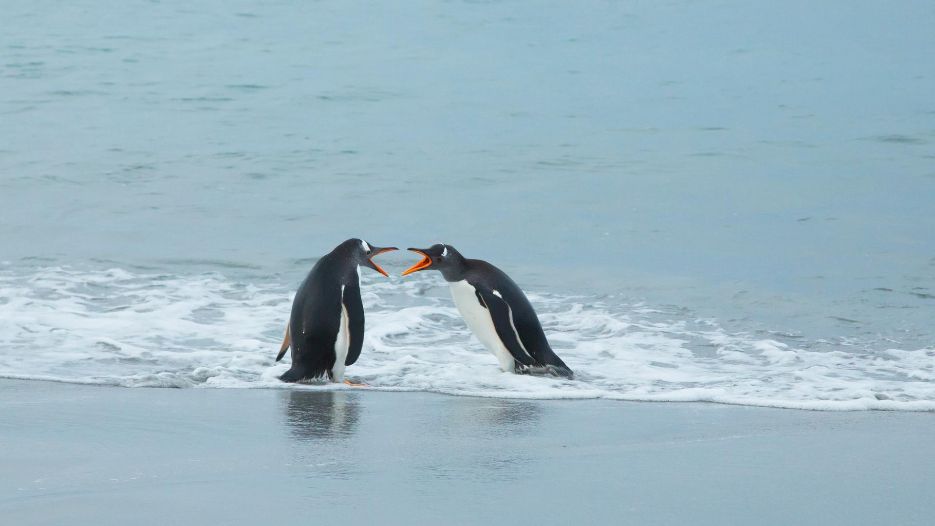 Zwei Eselspinguine an der Küste der Falklandinseln kommunizieren miteinander. Es sieht aus, als würden sie sich streiten, weil sie ihre Schnäbel weit aufreißen.