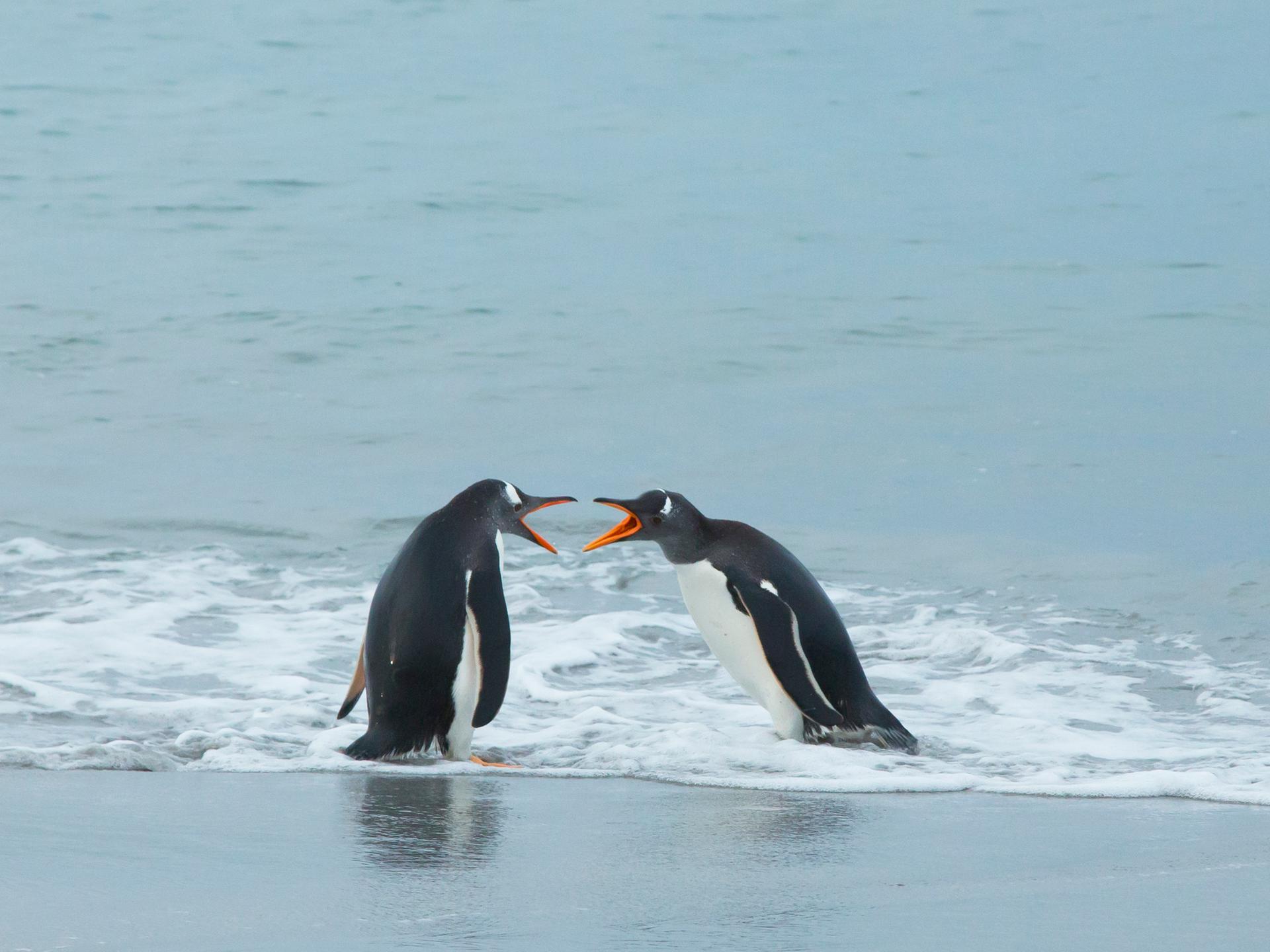 Zwei Eselspinguine an der Küste der Falklandinseln kommunizieren miteinander. Es sieht aus, als würden sie sich streiten, weil sie ihre Schnäbel weit aufreißen.