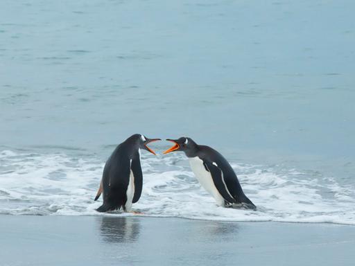 Zwei Eselspinguine an der Küste der Falklandinseln kommunizieren miteinander. Es sieht aus, als würden sie sich streiten, weil sie ihre Schnäbel weit aufreißen. Zwei Eselspinguine an der Küste der Falklandinseln kommunizieren miteinander. Es sieht aus, als würden sie sich streiten, weil sie ihre Schnäbel weit aufreißen.