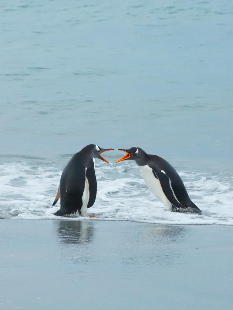 Zwei Eselspinguine an der Küste der Falklandinseln kommunizieren miteinander. Es sieht aus, als würden sie sich streiten, weil sie ihre Schnäbel weit aufreißen. Zwei Eselspinguine an der Küste der Falklandinseln kommunizieren miteinander. Es sieht aus, als würden sie sich streiten, weil sie ihre Schnäbel weit aufreißen.