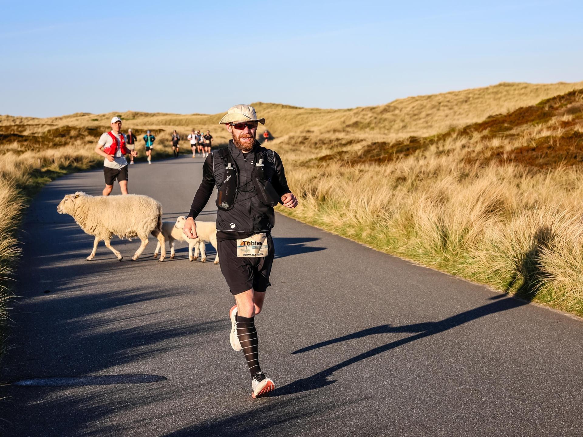 Teilnehmer am North Sea Ultra Marathon 2026 auf Sylt laufen durch die nordfriesische Landschaft auf der Insel. Zwischen zwei Läufern kreuzen Schafe den Weg in der Dünenlandschaft.