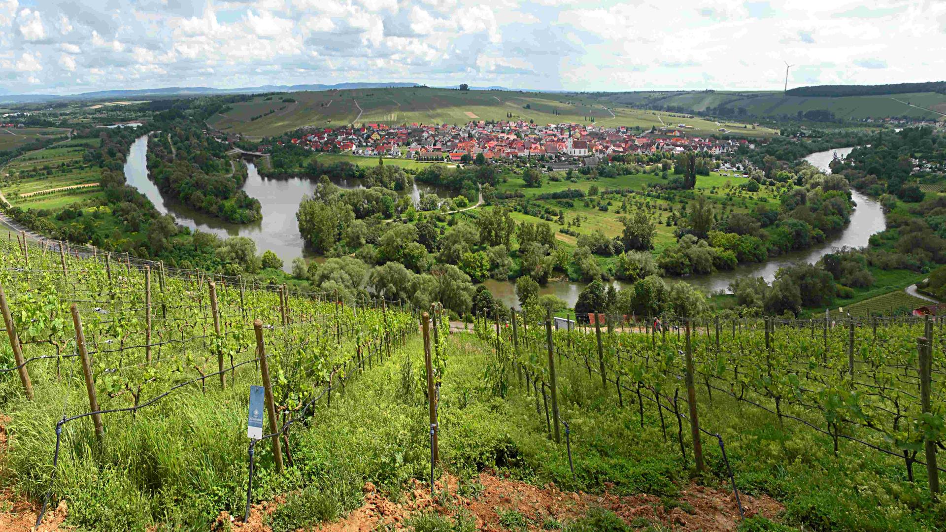 Blick auf die Schlaufe im Main in Nordheim/Main in der Nähe von Volkach, Unteres Franken. Blick vom Restaurant auf der Vogelsburg. Blick auf die Schlaufe im Main in Nordheim/Main in der Nähe von Volkach, Unteres Franken. Blick vom Restaurant auf der Vogelsburg.