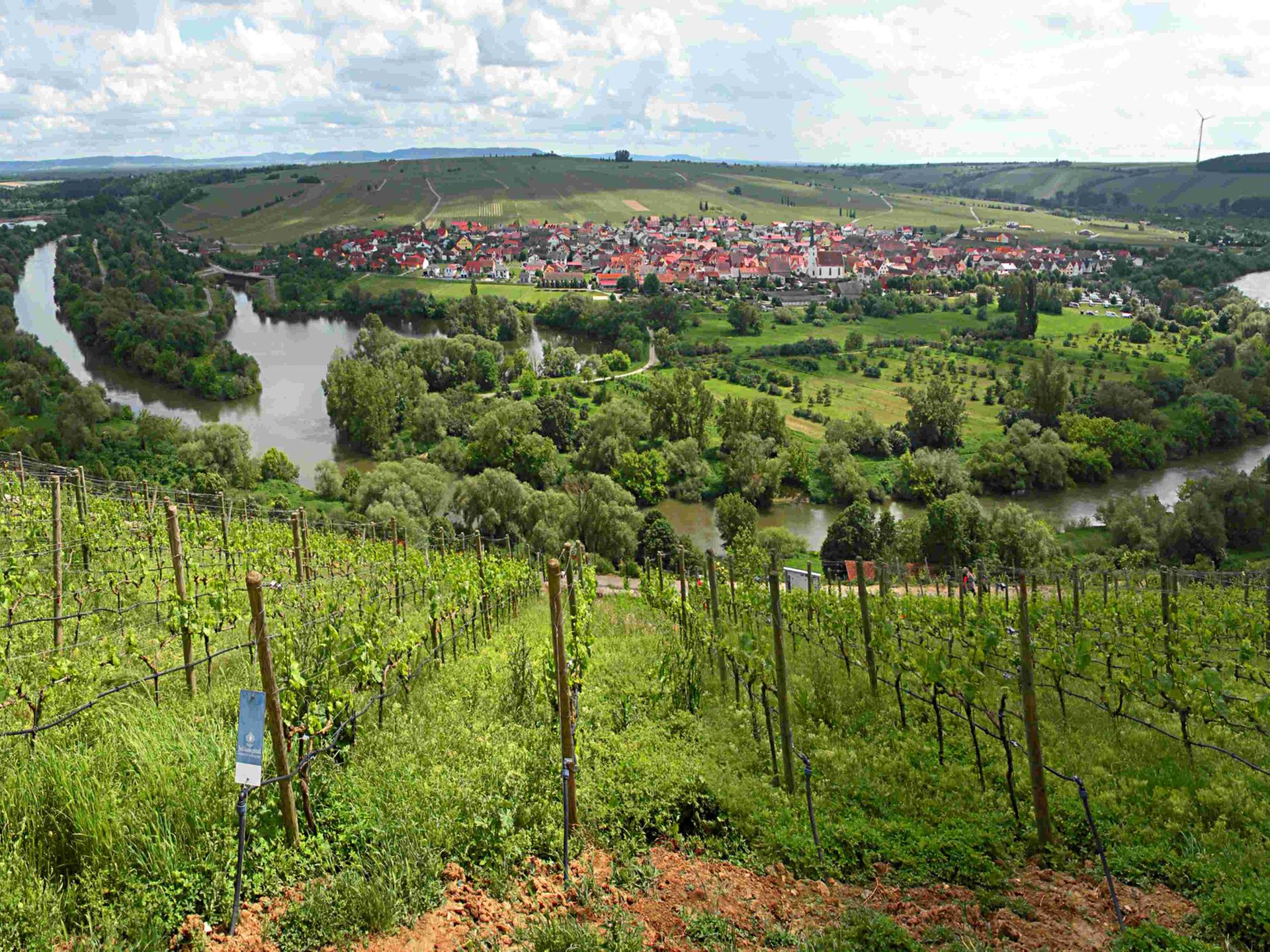 Blick auf die Schlaufe im Main in Nordheim/Main in der Nähe von Volkach, Unteres Franken. Blick vom Restaurant auf der Vogelsburg.