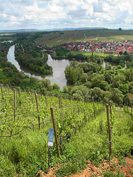 Blick auf die Schlaufe im Main in Nordheim/Main in der Nähe von Volkach, Unteres Franken. Blick vom Restaurant auf der Vogelsburg.