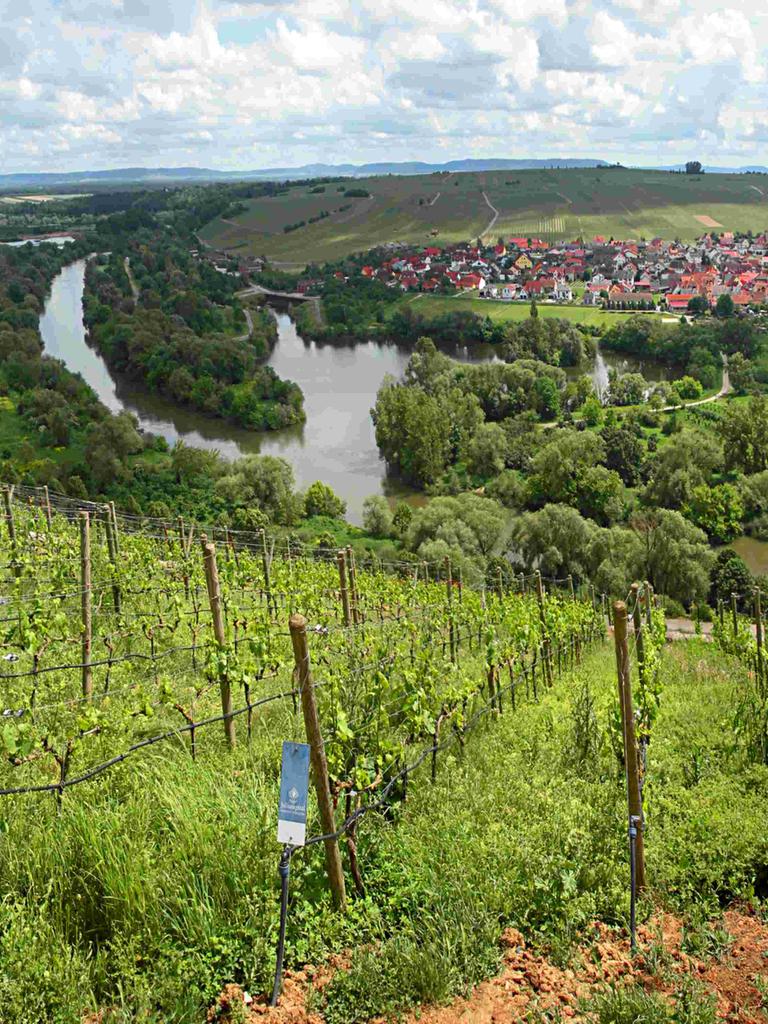 Blick auf die Schlaufe im Main in Nordheim/Main in der Nähe von Volkach, Unteres Franken. Blick vom Restaurant auf der Vogelsburg. Blick auf die Schlaufe im Main in Nordheim/Main in der Nähe von Volkach, Unteres Franken. Blick vom Restaurant auf der Vogelsburg.